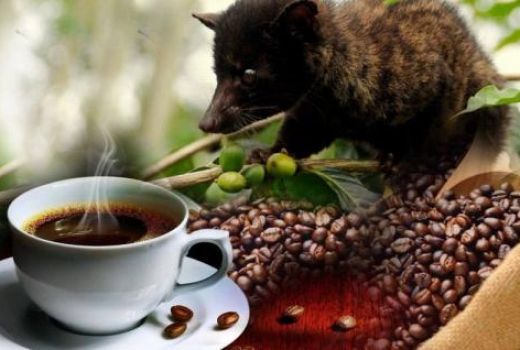 Jarang Diketahui, Kopi Luwak Ampuh Obati Penyakit Mematikan - GenPI.co