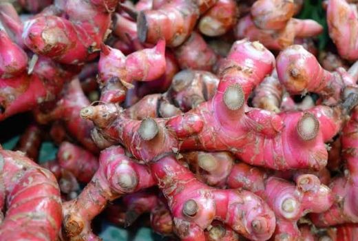 Ada Luka di Pengidap Diabetes? Sembuhkan dengan Jahe Merah - GenPI.co