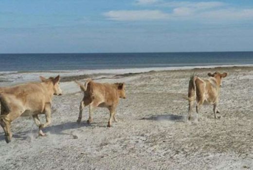 Menyeramkan! Tiga Sapi Tersapu 8 Kilometer Oleh Badai Dorian - GenPI.co
