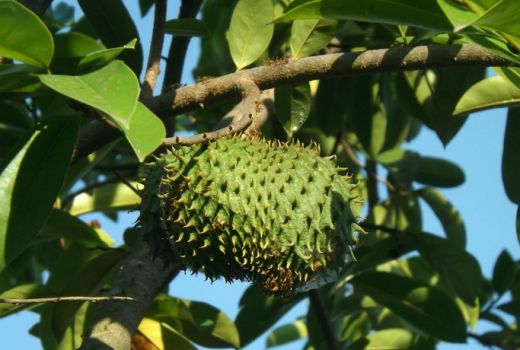 Jangan Diremehkan, Ramuan Daun Sirsak Mampu Cegah Kerusakan Kulit - GenPI.co