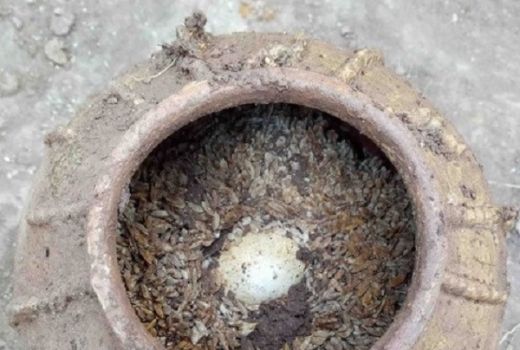 Heboh... Telur Berusia 500 Tahun Ditemukan di Makam Kuno - GenPI.co