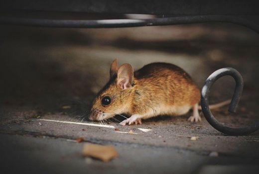 4 Cara Mudah Mengusir Tikus dari Plafon Rumah - GenPI.co