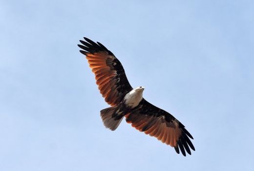 Anak Elang Bondol Dijual Rp 4 Juta di Pasar Burung - GenPI.co