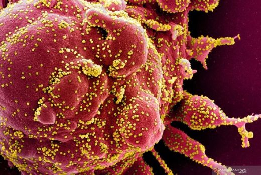 Informasi Sangat Tragis dari WHO: Virus Corona Mungkin... - GenPI.co