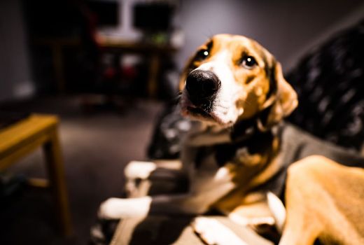 Hasil Penelitian Terbaru, Anjing Bisa Cium Bau COVID-19 - GenPI.co