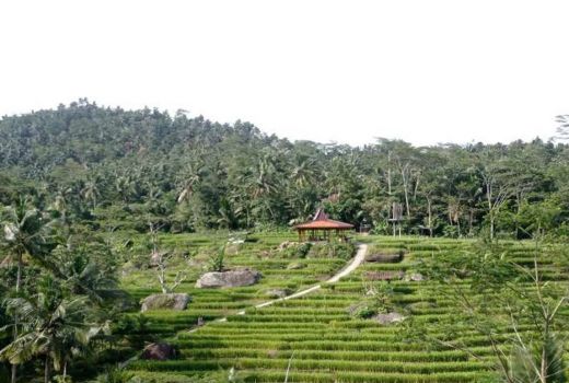 Seperti Subak di Ubud, Pangandaran Punya Terasering Bojongsari - GenPI.co JABAR