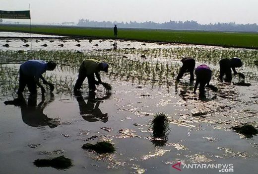 Karawang Bakal Panen Padi Tiga Kali dalam Satu Tahun - GenPI.co JABAR