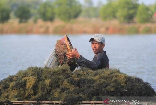 Karawang Optimalkan Budi Daya Rumput Laut - GenPI.co JABAR
