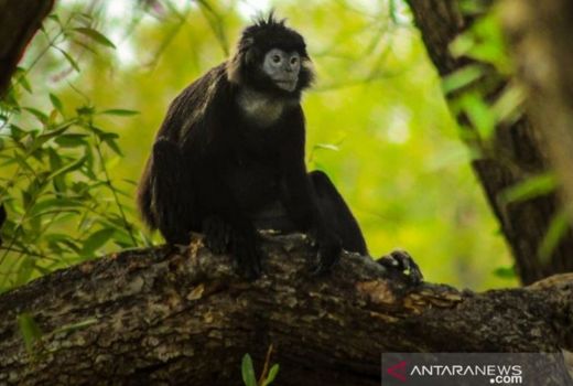 Ini Penyebab Habitat Lutung Jawa di Muaragembong Terancam - GenPI.co JABAR