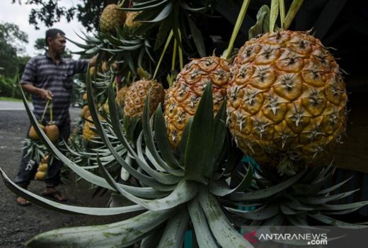 Nanas Simadu, Oleh-oleh Khas dari Kabupaten Subang - GenPI.co JABAR