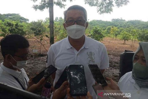 Kekurangan RTH, Pemkot Cirebon Tanam Pohon Mangrove - GenPI.co JABAR