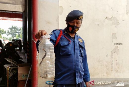 Ada 18 Ekor Ular Kobra di Pemukiman Citeureup, Kok Bisa? - GenPI.co JABAR