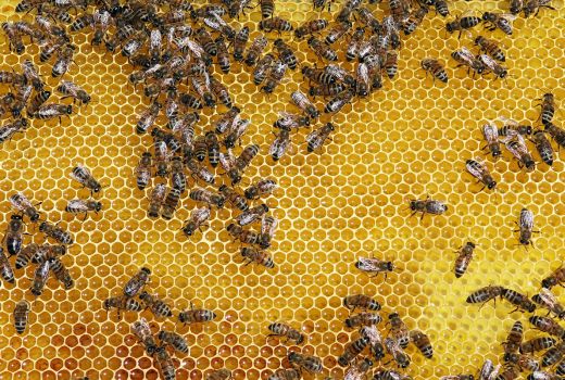 Manisnya Madu Bikin Pencernaan Kamu Sehat, Bisa Dibuktikan - GenPI.co JABAR