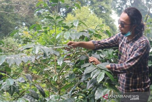 Jumlah Produksi Kopi Robusta di Kabupaten Bogor Nomor 1 di Jabar - GenPI.co JABAR