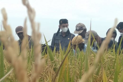 Produksi Padi Naik, Karawang Terima Penghargaan dari Kementan - GenPI.co JABAR