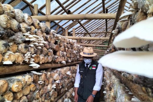 Ridwan Kamil Apresiasi Usaha Jamur Tiram Petani Milenial Sukabumi - GenPI.co JABAR