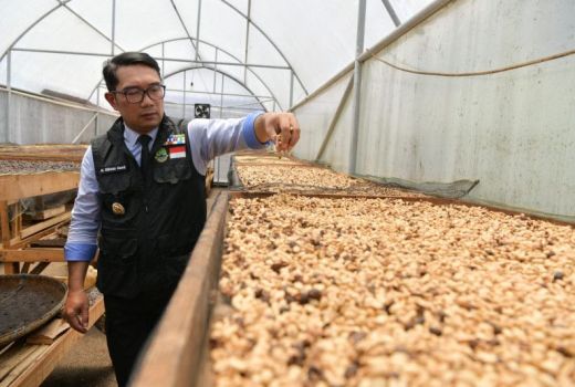 Ridwan Kamil Yakin Kopi dari Jabar Mendunia, Begini Alasannya - GenPI.co JABAR