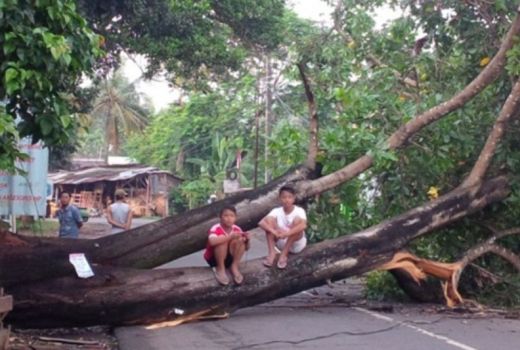 Cegah Pohon Tumbang, Satgas Pohon Kota Depok Siaga - GenPI.co JABAR