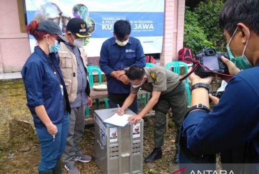 10 Ekor Kukang Jawa dilepaskan, Begini Kata BBKSDA Jawa Barat - GenPI.co JABAR