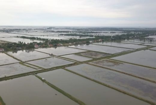 Prestasi Desa Sedari Karawang Top, Produksi Ikan Nila Berlimpah - GenPI.co JABAR