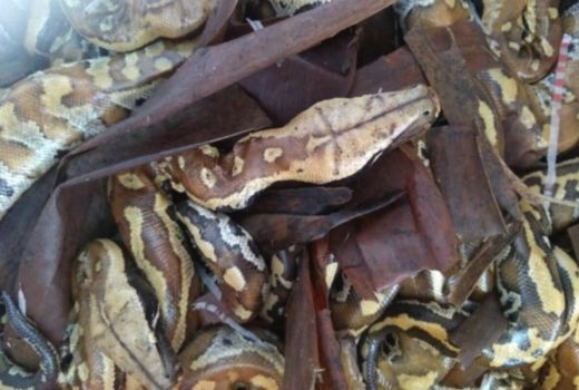Bikin Merinding, Tamu Tak diundang Masuk ke Rumah Warga di Depok - GenPI.co JABAR
