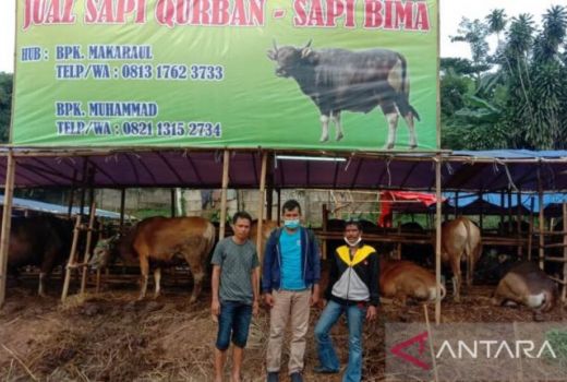 Kota Depok Masih Aman dari PMK Menjelang Iduladha - GenPI.co JABAR