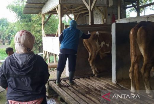 Langkah Pemkab Garut Antisipasi PMK Layak dipuji - GenPI.co JABAR