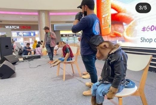 Penjelasan P3BKS Soal Eksploitasi Primata di Pesona Square Depok - GenPI.co JABAR