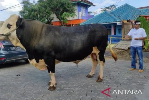Rumah Warga Roboh Gegara Sapi Dedi Mulyadi Mengamuk - GenPI.co JABAR