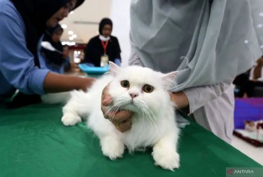 TNI Sangat Serius Usut Kasus Penembakan Kucing di Sesko Bandung - GenPI.co JABAR