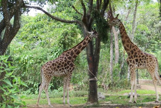 Rekomendasi Wisata Ramah Keluarga di Bogor - GenPI.co JABAR
