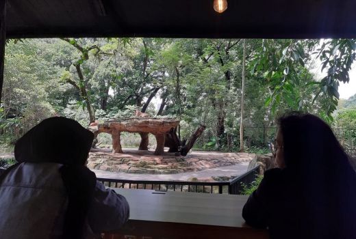 Simba Kafe Bandung, Sensasi Makan Dihadapan Singa - GenPI.co JABAR