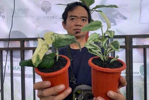 Petani Milenial di Bandung Barat Raup Miliaran Rupiah dari Ekspor Tanaman Hias - GenPI.co JABAR