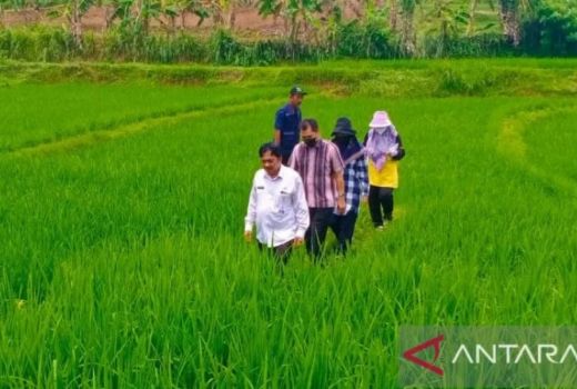 Pemkab Bekasi Kembangkan Padi Merah Varietas Unggulan - GenPI.co JABAR