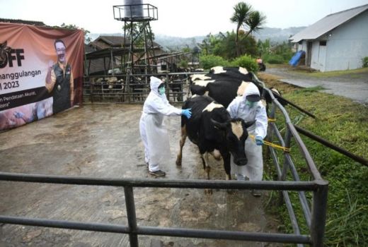 Serius Tekan Penyakit Mulut dan Kuku, Langkah Pemprov Jabar Top Banget - GenPI.co JABAR