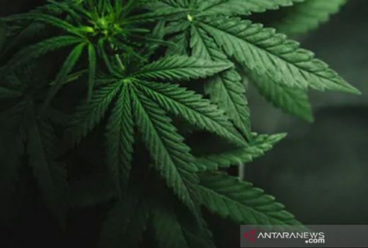 Duh! Ladang Ganja di Garut Digerebek, Lokasinya Dekat Situ Cangkuang - GenPI.co JABAR