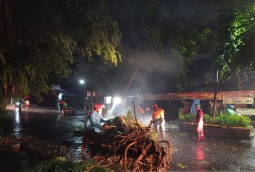 Hujan Deras di Kota Bogor, 3 Pohon Besar Tumbang - GenPI.co JABAR