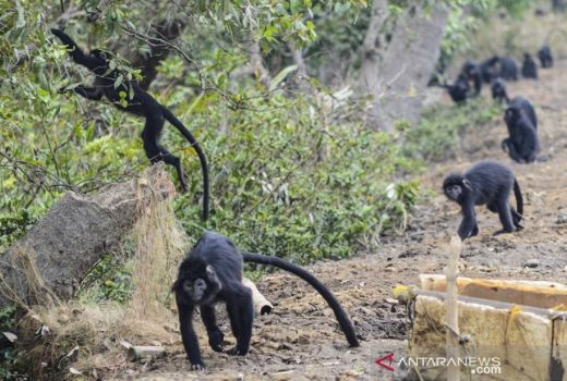 6 Calon Ikon Kabupaten Bekasi, Kalau Kamu Pilih Apa? - GenPI.co JABAR