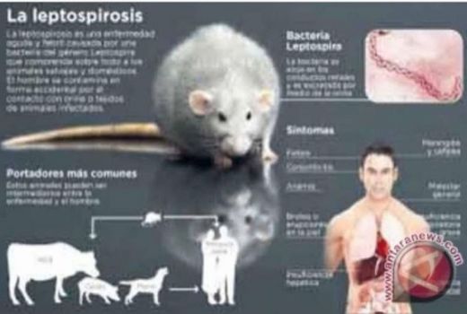 Warga Jabar Waspada, Infeksi Kencing Tikus Berbahaya - GenPI.co JABAR