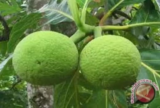 Sering Jadi Pilihan Takjil, ini Manfaat Sukun - GenPI.co JABAR