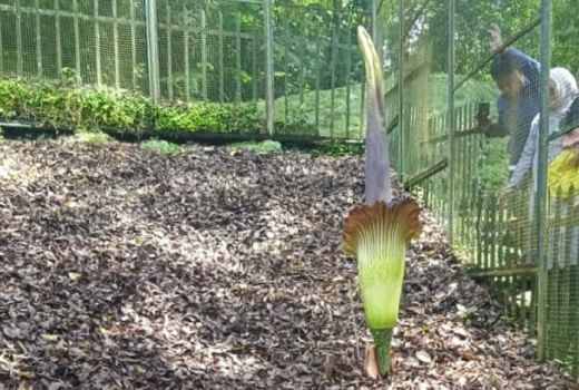 Indahnya Bunga Bangkai Lagi Mekar, Yuk ke Kebun Raya Cibodas! - GenPI.co JABAR