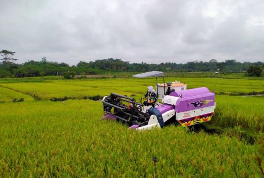 Genjot Produksi Beras Lokal, Klaten Panen Padi Rojo Lele Srinuk - GenPI.co JATENG