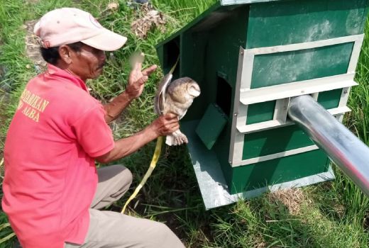 Serangan Tikus di Sragen Menggila, Petani Jadi Buruh Bangunan - GenPI.co JATENG