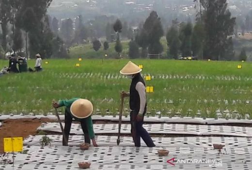 1.120 Petani di Temanggung Ikut Program Food Estate - GenPI.co JATENG