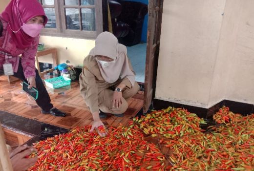 Sip! Hindari Tengkulak, Petani Cabai Magelang Pakai Sistem Lelang - GenPI.co JATENG