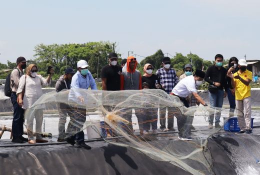 Wow! Budi Daya Udang Vaname ala Undip Bisa Panen 3,5 Ton/Tambak - GenPI.co JATENG
