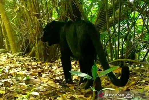 BKSDA Kaji Jejak Satwa Diduga Macan di Banyumas, Begini Hasilnya - GenPI.co JATENG