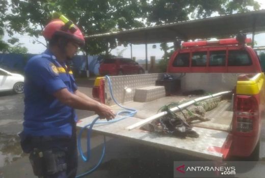 Ngeri! Buaya Muara di Sungai Kuripan Pekalongan Incar Ternak - GenPI.co JATENG