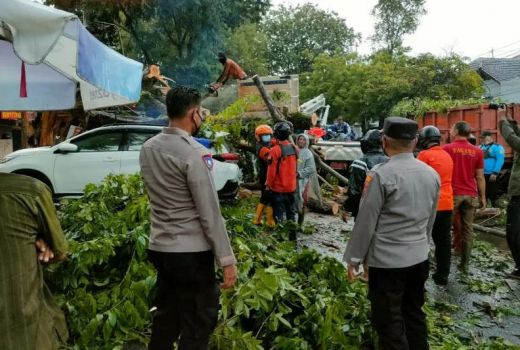 Brukk! Angin Kencang Bikin Pohon Timpa 3 Mobil di Semarang - GenPI.co JATENG