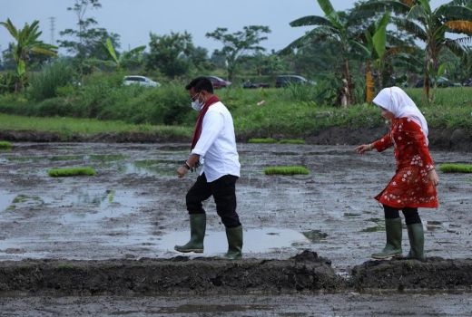 25.000 Hektare Sawah di Jateng Ditarget Panen 4 Kali per Tahun - GenPI.co JATENG